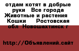 отдам котят в добрые руки - Все города Животные и растения » Кошки   . Ростовская обл.,Новошахтинск г.